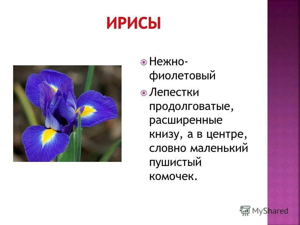 Ирис сибирский краткое описание для детей. Стих про ирис. Ирис цветок описание. Семейство ирисовые особенности. Как сделать описание в ирисе.