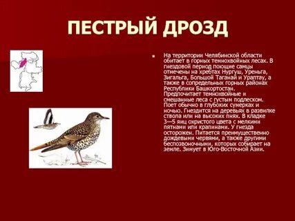 Дрозд где обитает