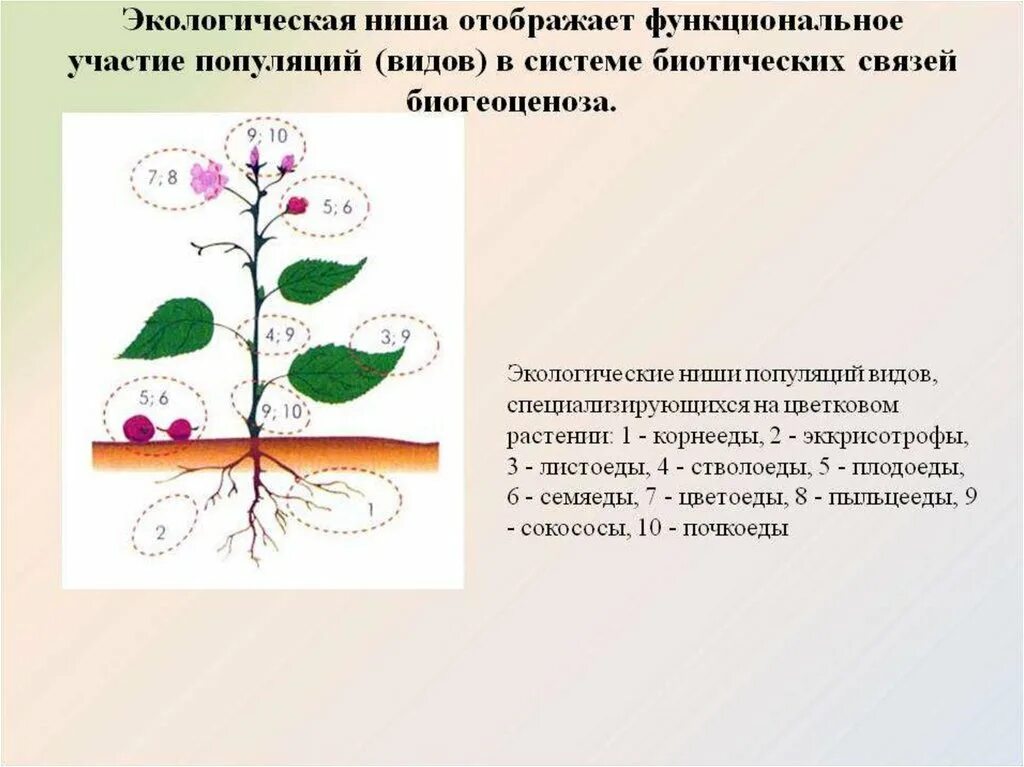 Экологическая ниша. Экологические ниши виды. Экологическая ниша это в биологии. Экологическая ниша растений. Экологическая ниша презентация 9