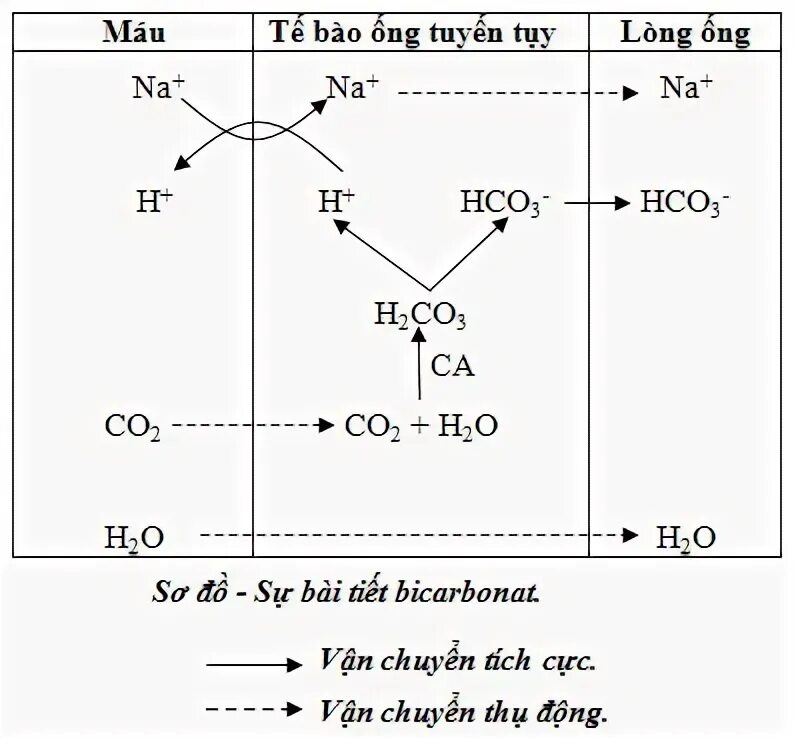 Термическое разложение. Na2co3 ионное уравнение. Термическое разложение. Кислые соли реагируют с кислотами. Na катионирование воды.