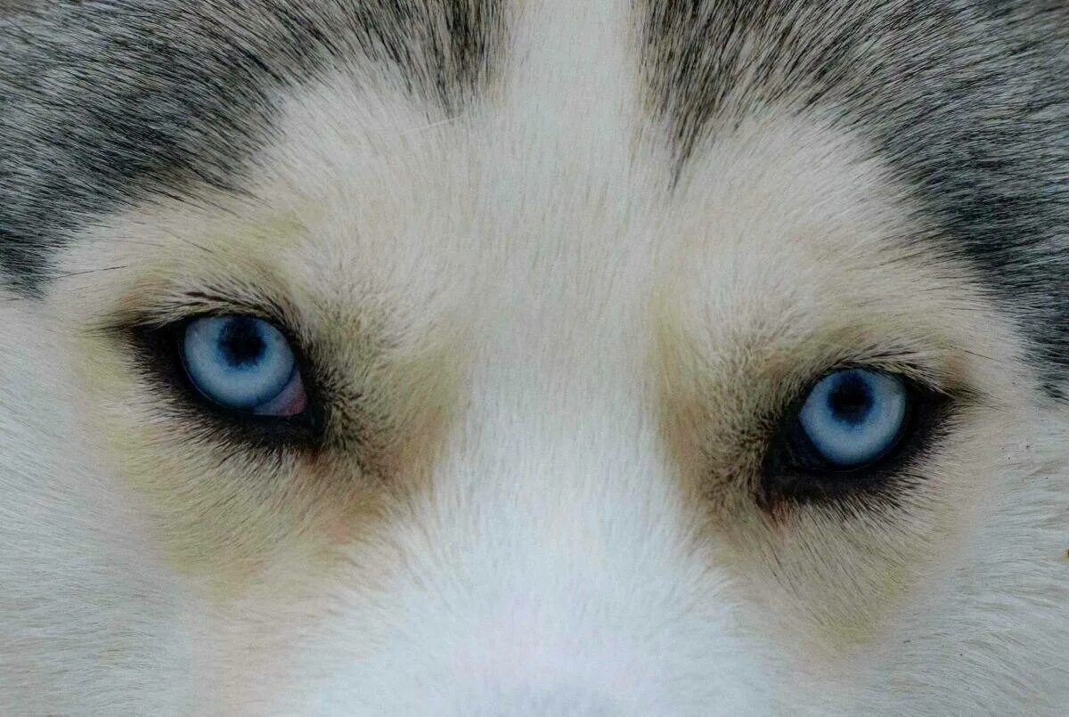 Глаза голубой собаки читать. Сибирский хаски разноглазый. Сибирские хаски голубоглазые. Хаски гетерохромия. Сибирский хаски с гетерохромией.