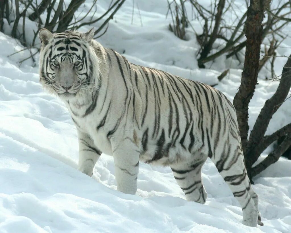 Wildlife in danger. Уссурийский (Амурский) тигр Уссурийский (Амурский) тигр. Уссурийский тигр и Амурский тигр. Уссурийский тигр белый. Бенгальский тигр альбинос.