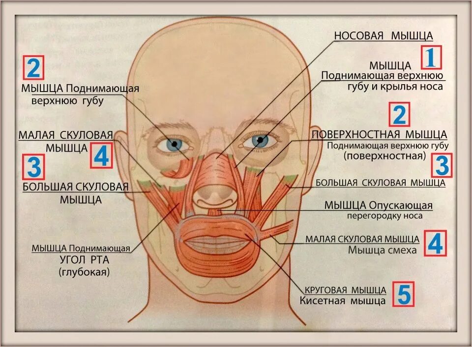 Онемение губы и подбородка