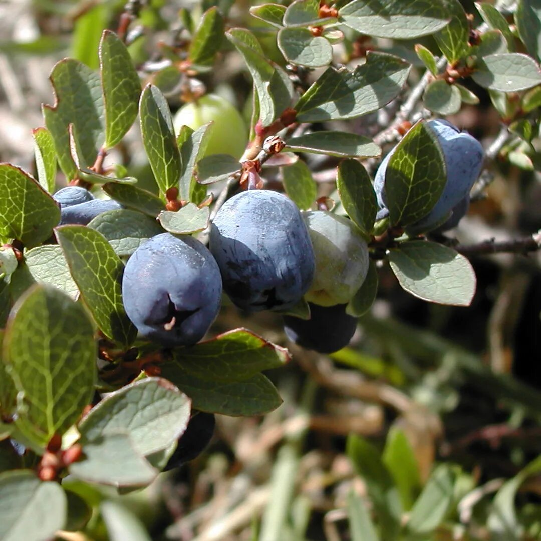 Vaccinium uliginosum - голубика обыкновенная. Vaccinium uliginosum голубика. Черника и голубика. Болотный виноград или гонобобель. Гонобобель и голубика.