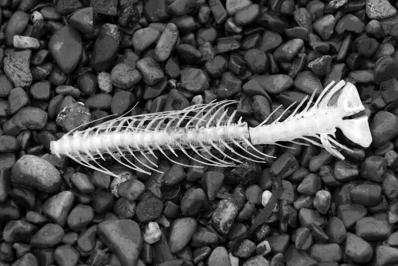 Купить кости рыбы. Картина рыба с костями. Подклад рыбья кость. Ленточная кость от рыбы. Добыча Рыбная кость.