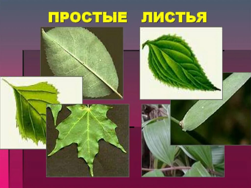 Простые листья. Растения с простыми листьями. Простые и сложные листья растений. Виды листов. Четыре формы листа