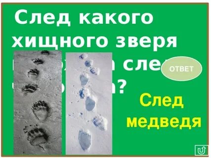 Следы какого зверя похожи на человеческие