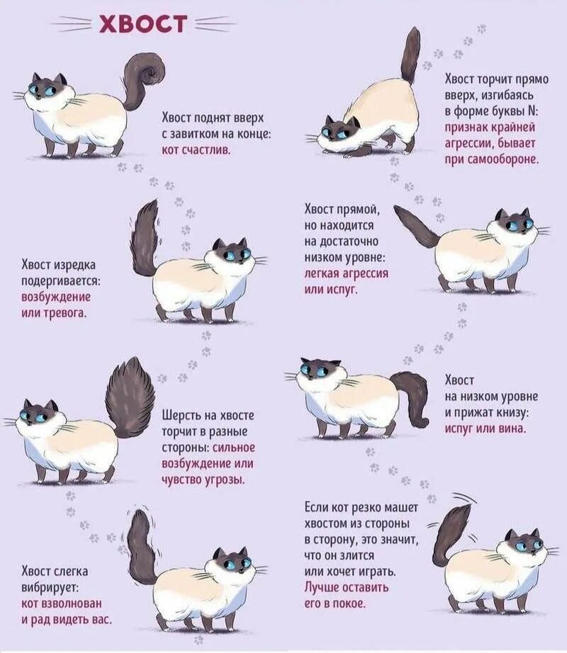 Как изучить кошачий язык. Как выучить кошачий язык. Как понять кошачий язык. Как понять кошку.
