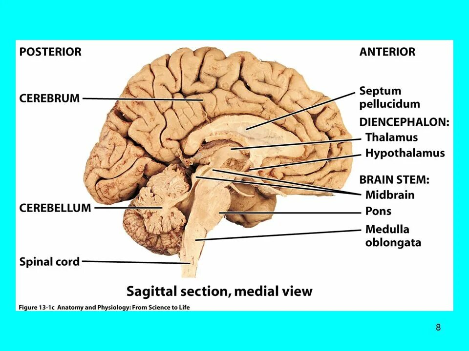 Be as a section