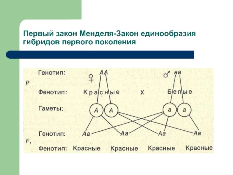 Каковы генотипы родителей и гибридов первого поколения. Законы Менделя схема. 1 Закон Менделя схема. Первый закон Менделя закон единообразия гибридов первого поколения. Первый закон Менделя схема.