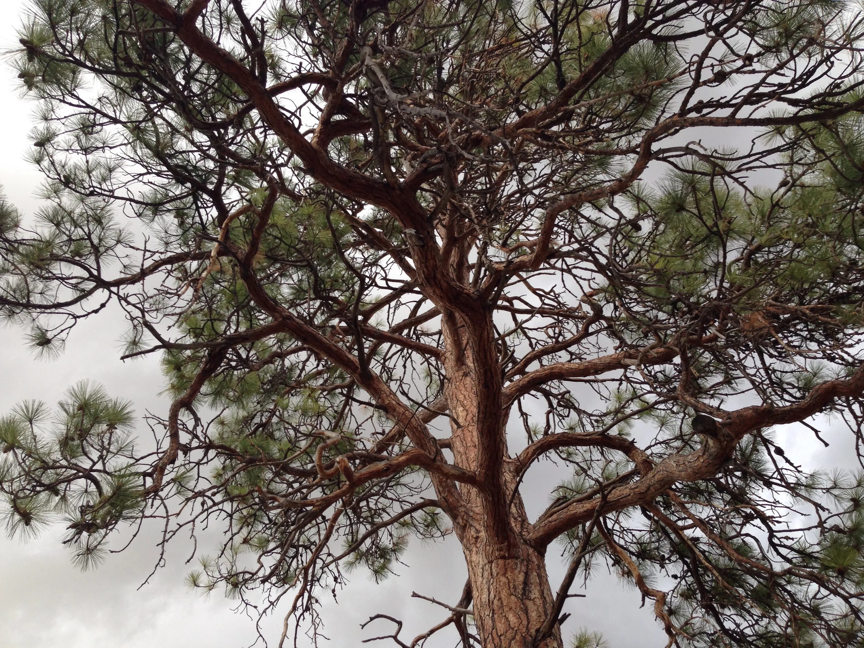 Сосны гибнут. Пинус Пандероса. Аллепская Пиния. Сосна Пандероса. Сосна обыкновенная дерево.