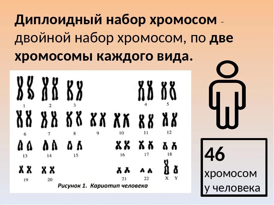 Сколько хромосом у мужчины. Хромосомный набор диплоидных и гаплоидных. Гаплоидный и диплоидный набор хромосом. Диплоидный набор хромосом. Гаплоидный кариотип человека.