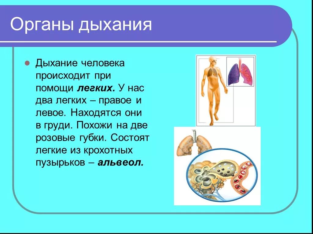 Рассказ детям о человеке