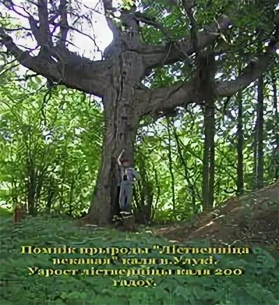 Дуб любви