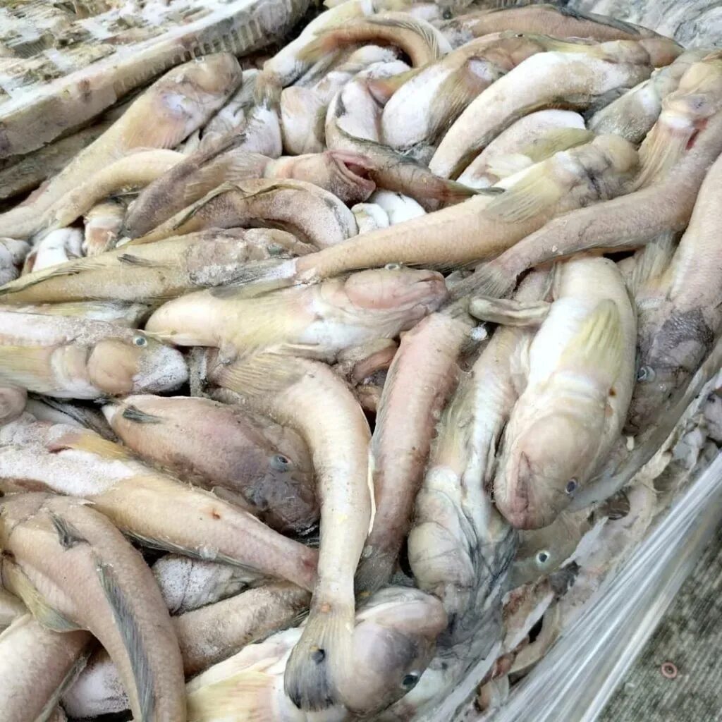 Каспийская рыба в дагестане. Азовский бычок рыба. бычок рыба морской азовский. каспийский бычок. барабаш бычок азовский.