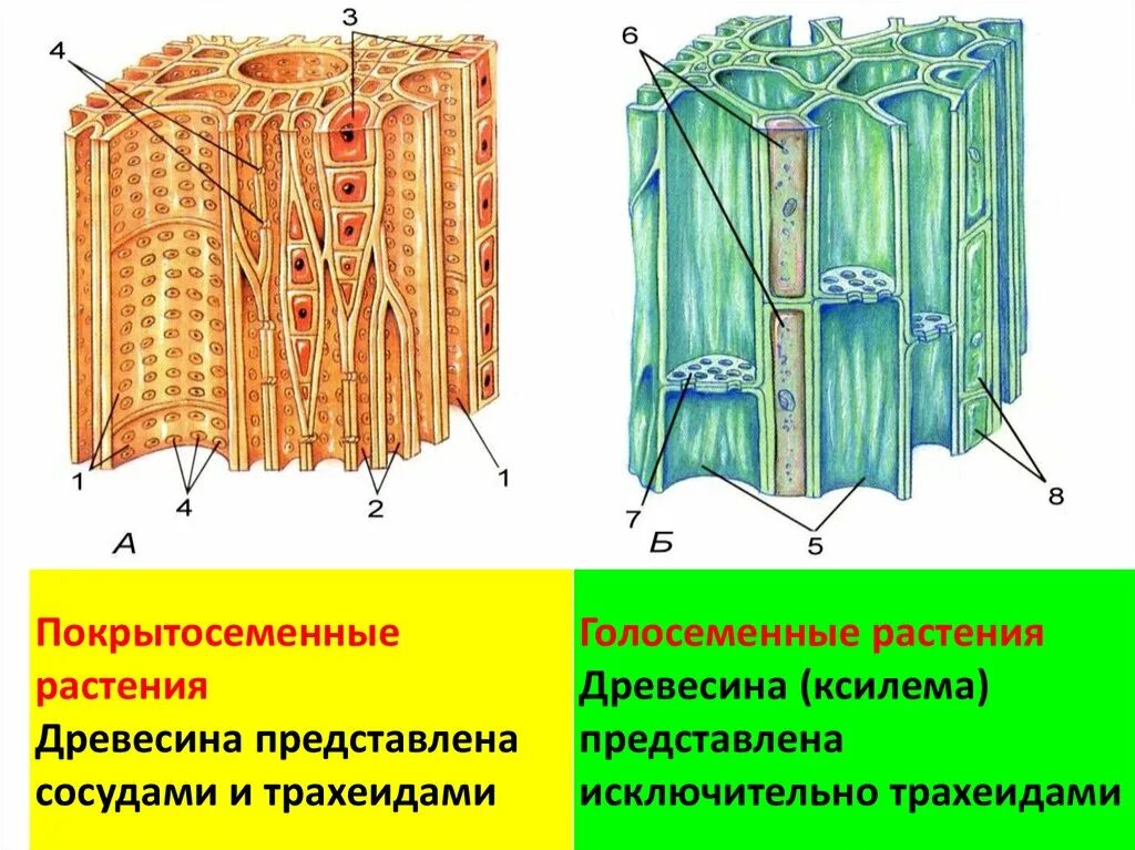 Строение древесины Ксилема. Ксилема ткань растений. Проводящие ткани растений флоэма. Проводящая ткань Ксилема.