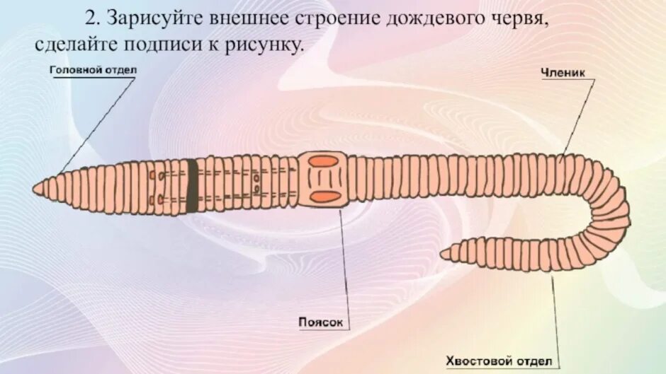 Спинная сторона червя. Малощетинковые черви строение. Кольчатые черви наружная сегментация. Кольчатые черви внешнее строение. Внешнее строение дождевого червя.