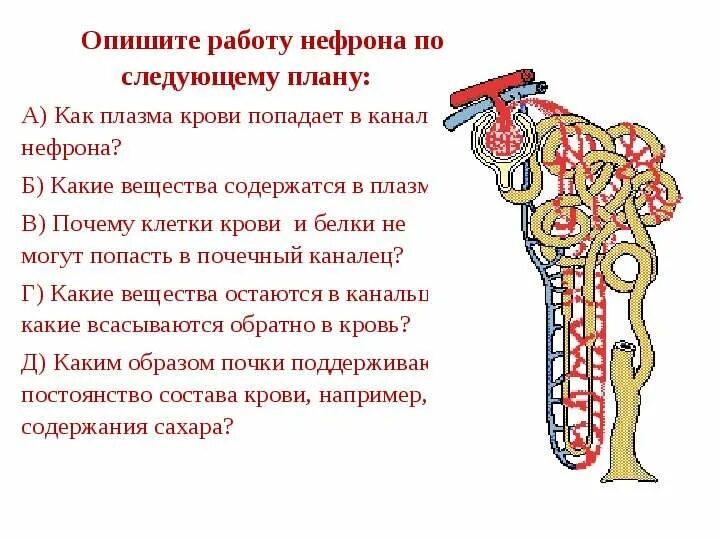 Из какого вещества состоят почки. Строение нефрона. канал нефрона. нефрон 8 класс биология. нефрон почки человека.