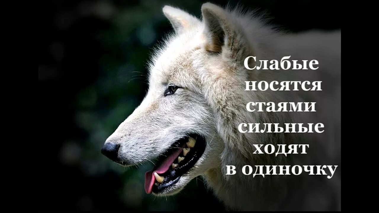 Цитаты волка. Цитаты Волков. Афоризмы про Волков. Одинокий волк цитаты.