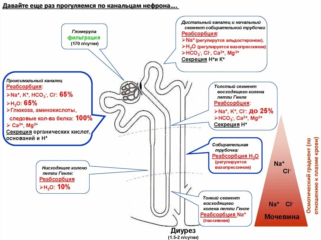 Строение нефрона почки реабсорбция. Нефрон схема фильтрации и реабсорбции. Строение нефрона реабсорбция фильтрация. Схема фильтрации в нефроне. Этапы фильтрации в нефроне