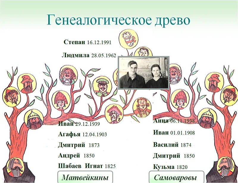 Семейства и роды деревьев