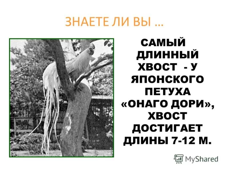 презентация урока cows are funny. Cows have got или has got. длинный хвост бизнес модель. английский язык long tail. язык тела кошек.