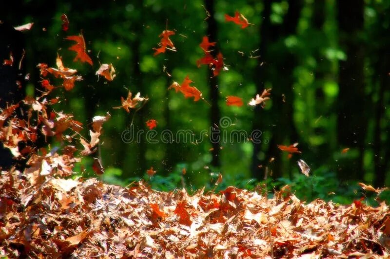 Leaves blowing on a single note. Wind blows the leaves. wind blow leaf. the leaves are blowing away.