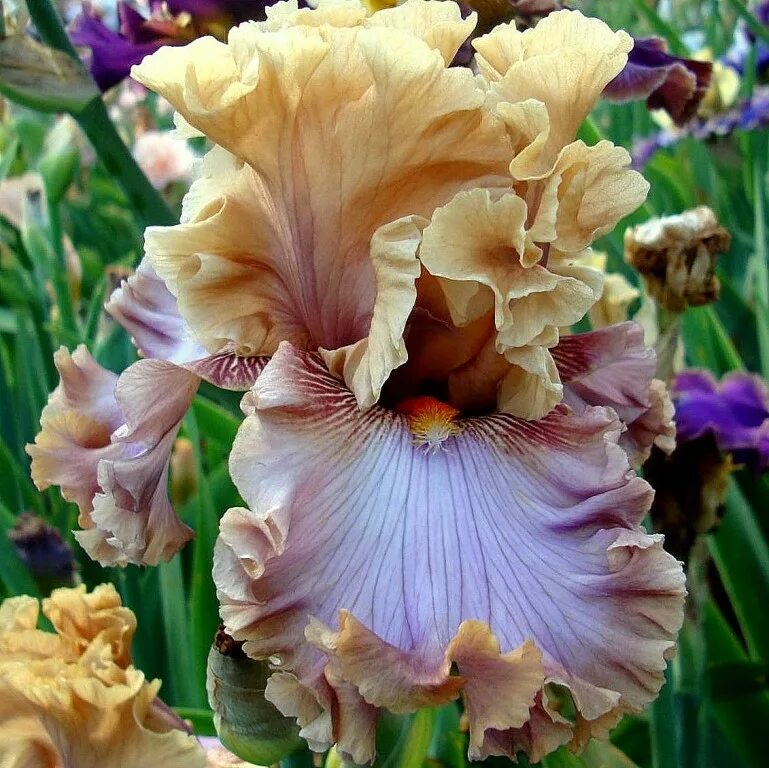 ирис брагино. ирис томас джонсон. ирис roaring twenties. лиловые бородатые ирисы. ирис капитан тандерболт.