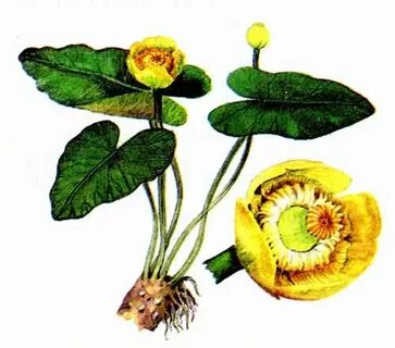Кубышка желтая корень