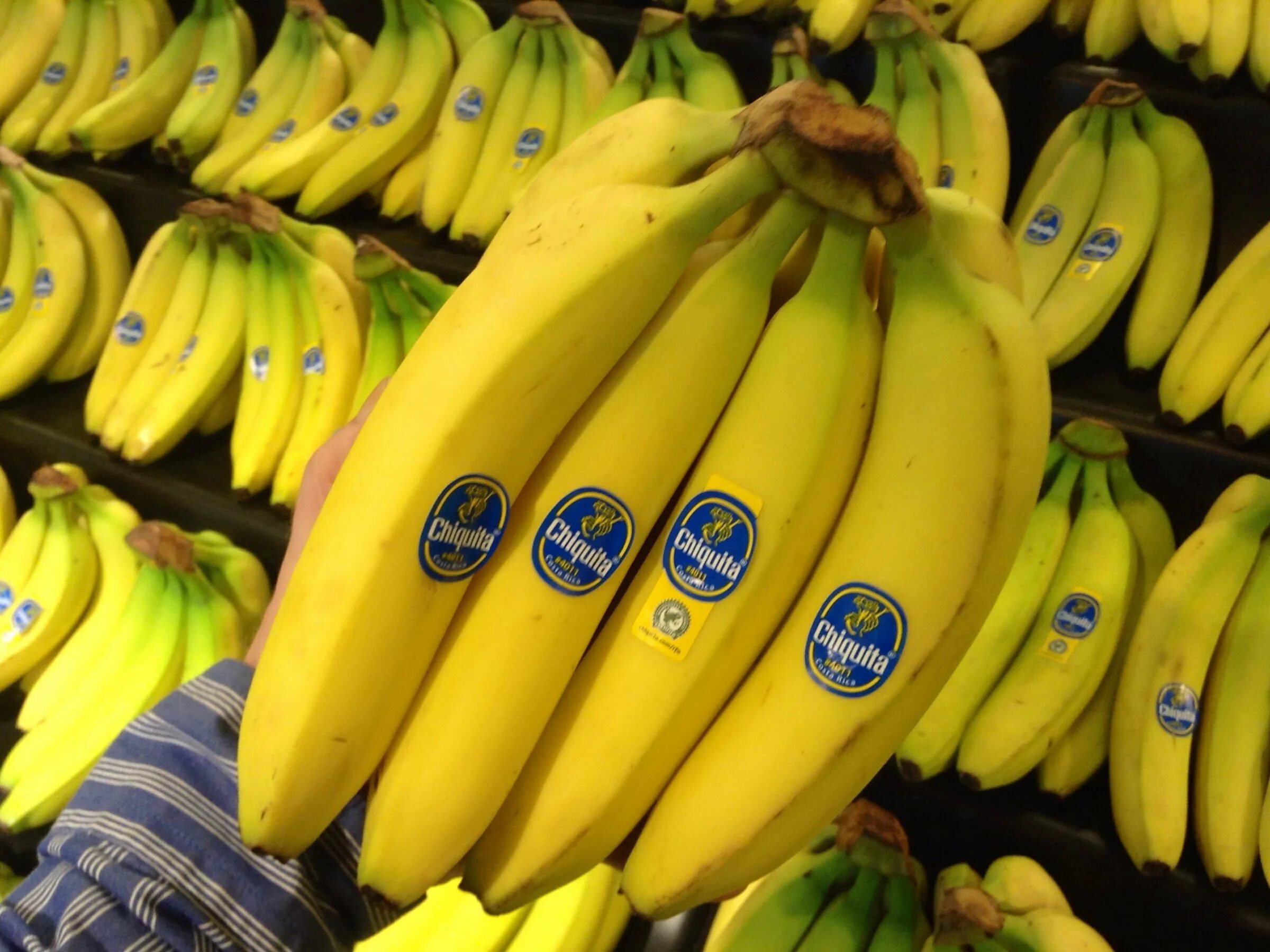 Где можно купит банан. Банан сорт Кавендиш. Банановые плантации в Эквадоре. Эквадорские бананы.