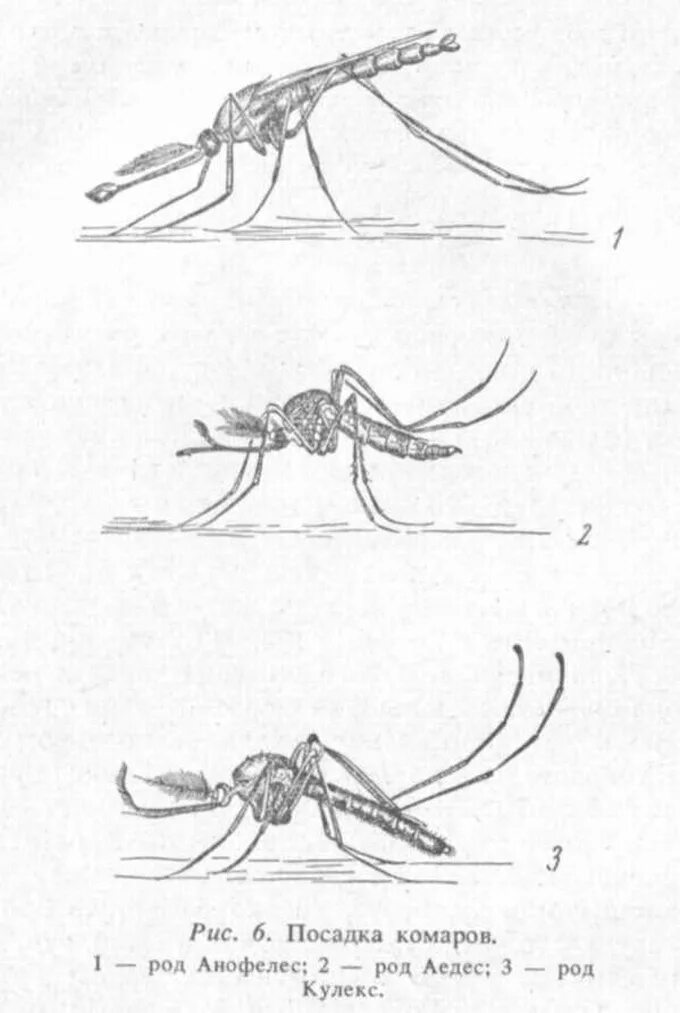Какое развитие у малярийного комара. Малярийный комар морфология. Комар малярийный и обыкновенный. Комаров рода Anopheles. Комар рода анофелес.