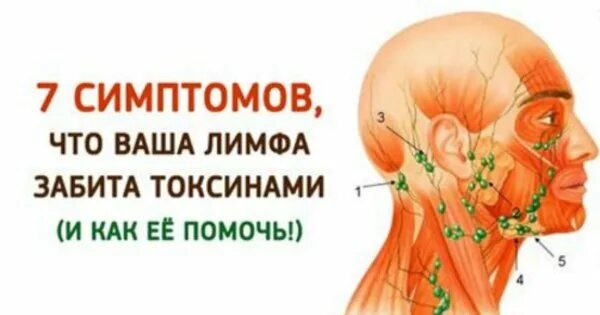 Как разогнать лимфу в организме, убрать отеки, улучшить лимфоотток