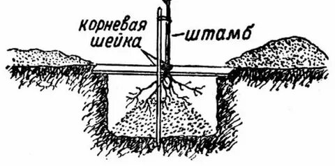 Расстояние посадки сирени