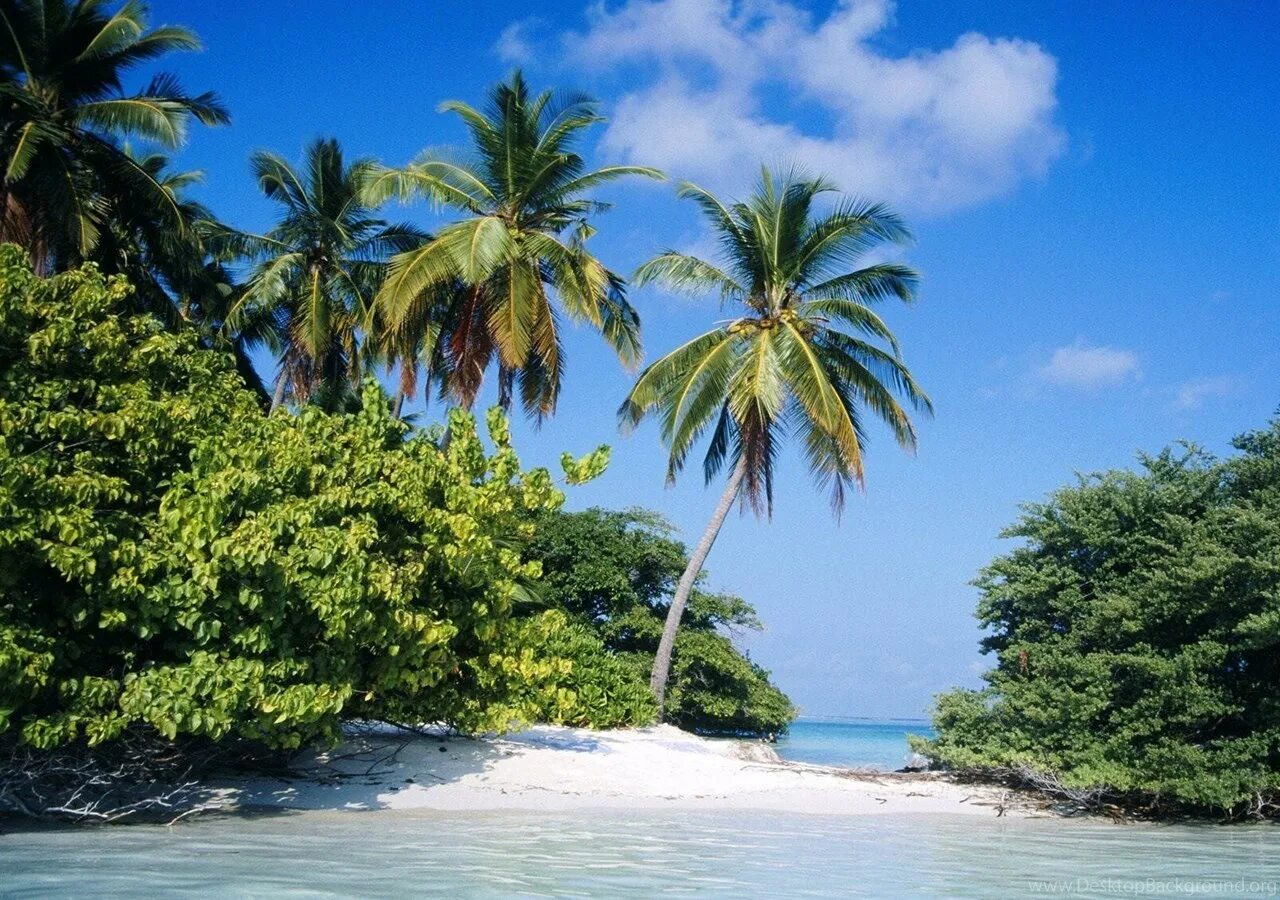 Тропический пляж. Тропический остров. Остров Пальма. Тропический Атолл.