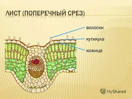 Кожицей начало 3