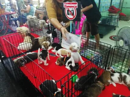 Arranque divisoria pet shops cheap