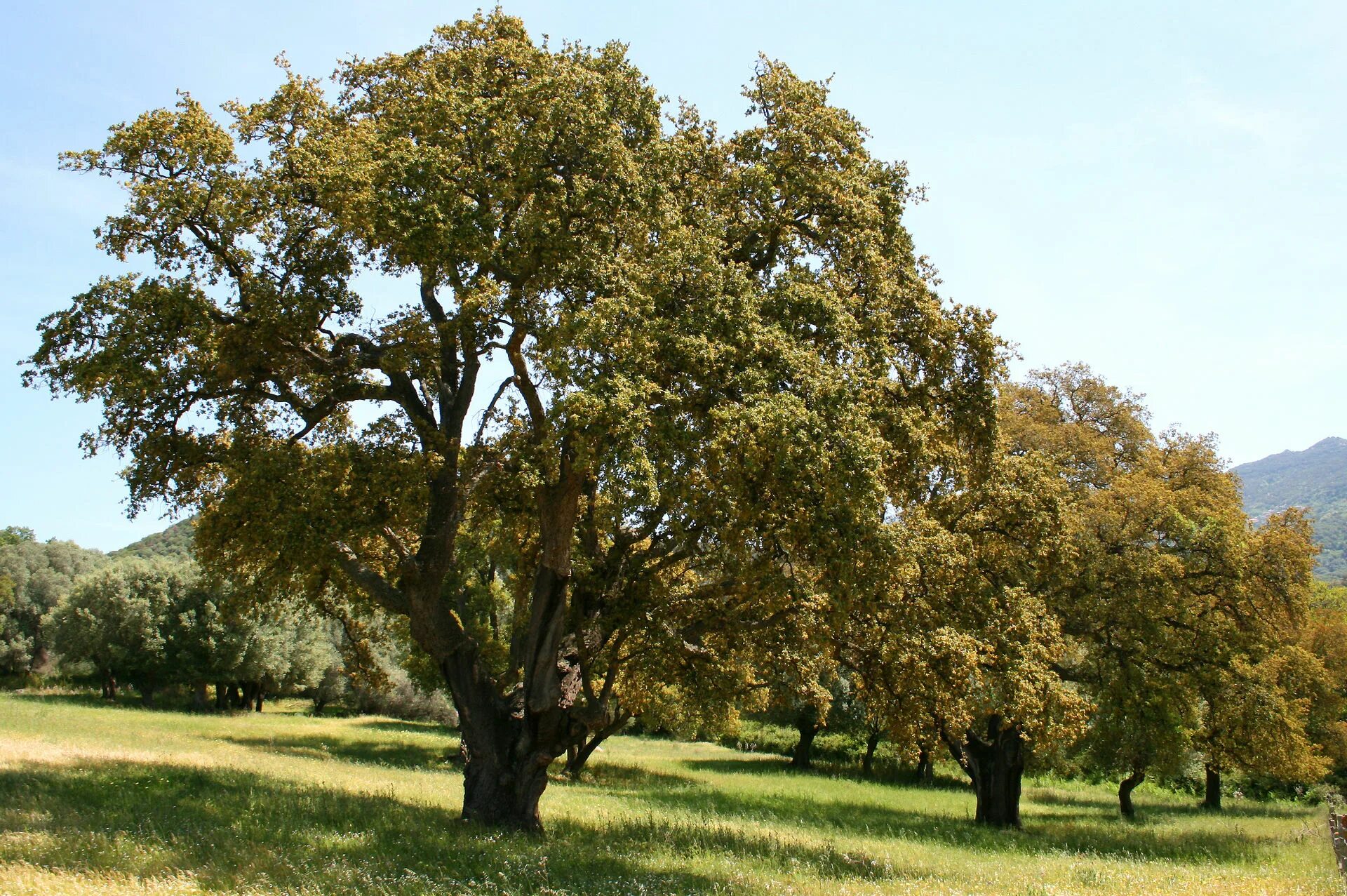 Деревья растущие в поле. Quercus дуб пробковый. Пробковый дуб в Португалии. Вечнозеленый дуб Испании. Ветлина дерево.
