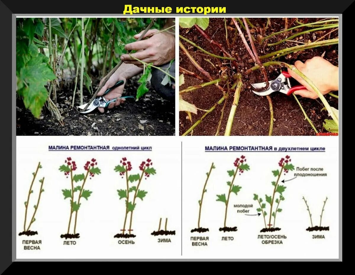 Как ухаживать за ремонтантной. Какобрезатьре монтантнуюмалинулсенью. Обрезка ремонтантной малины осенью схема. Обрезка ремонтантной малины весной. Правильная обрезка весной ремонтантной малины.