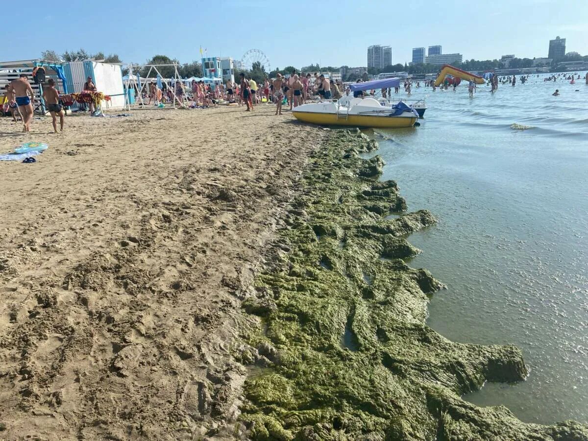 Водоросли в анапе. Пляжи Анапы 2022. Анапа 2022. Море Анапа Джемете водоросли. Анапа Витязево море цветет 2021.