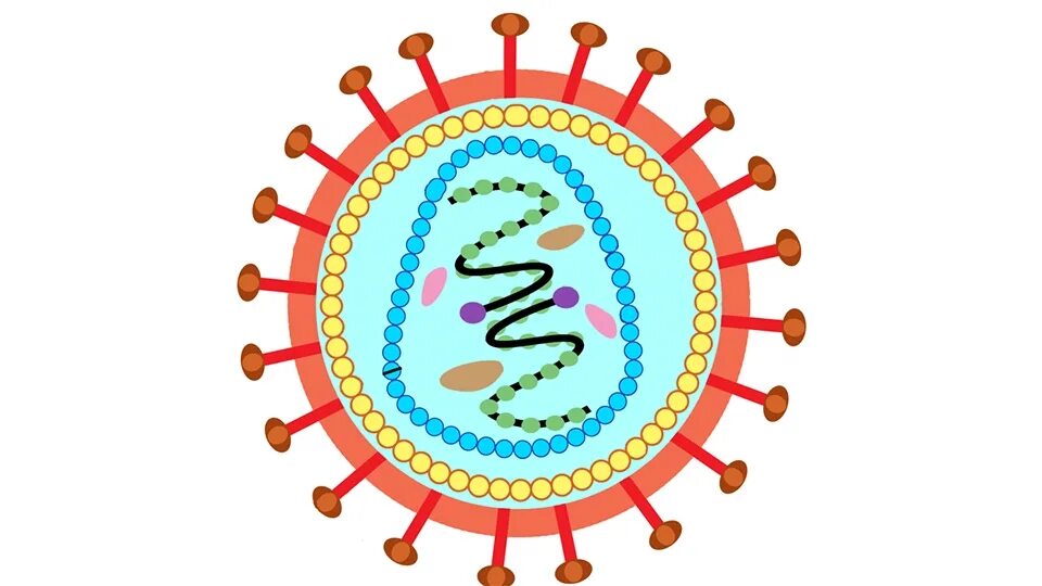 Вирус ВИЧ строение микробиология. Вирус иммунодефицита человека микробиология. Вирус иммунодефицита человека (Human Immunodeficiency virus). Вирион ВИЧ микробиология.