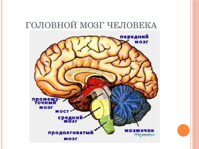 Функция головного мозга животных. Отделы головного мозга животных. Отделы головного мозга млекопитающих. Передний головной мозг. Головной мозг животных.