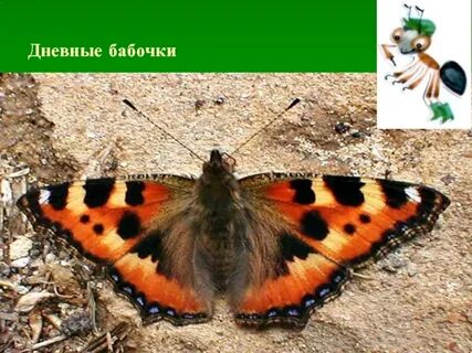 Какую среду обитания освоила крапивница ответ впр