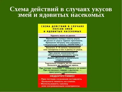 При укусе змеи или насекомого необходимо