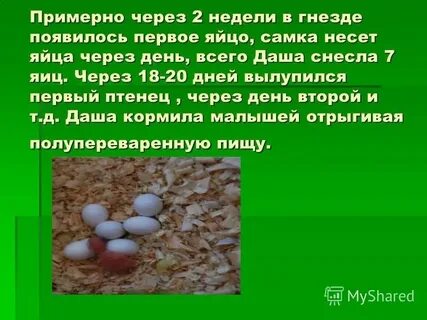 Причина маленького яичка