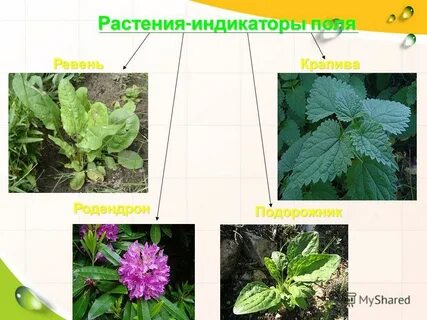 Растения кислых почв