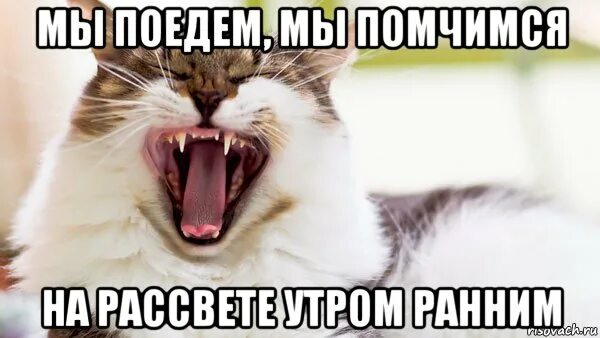 Мы помчимся утром ранним песня. Мы поедем мы помчимся. мяу мяу мяу мем. лооооох мем. мы поехали.