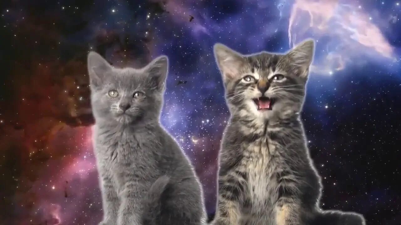Космические коты. Котик в космосе. Волшебные кошки. Котята поют в космосе. Включи кота дальше