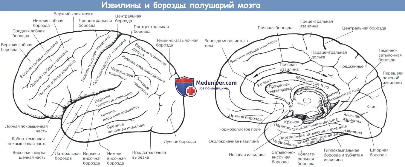 Борозды и извилины мозга человека. Борозды и извилины головного мозга анатомия. Медиальная поверхность головного мозга анатомия. Извилины и борозды конечного мозга таблица.