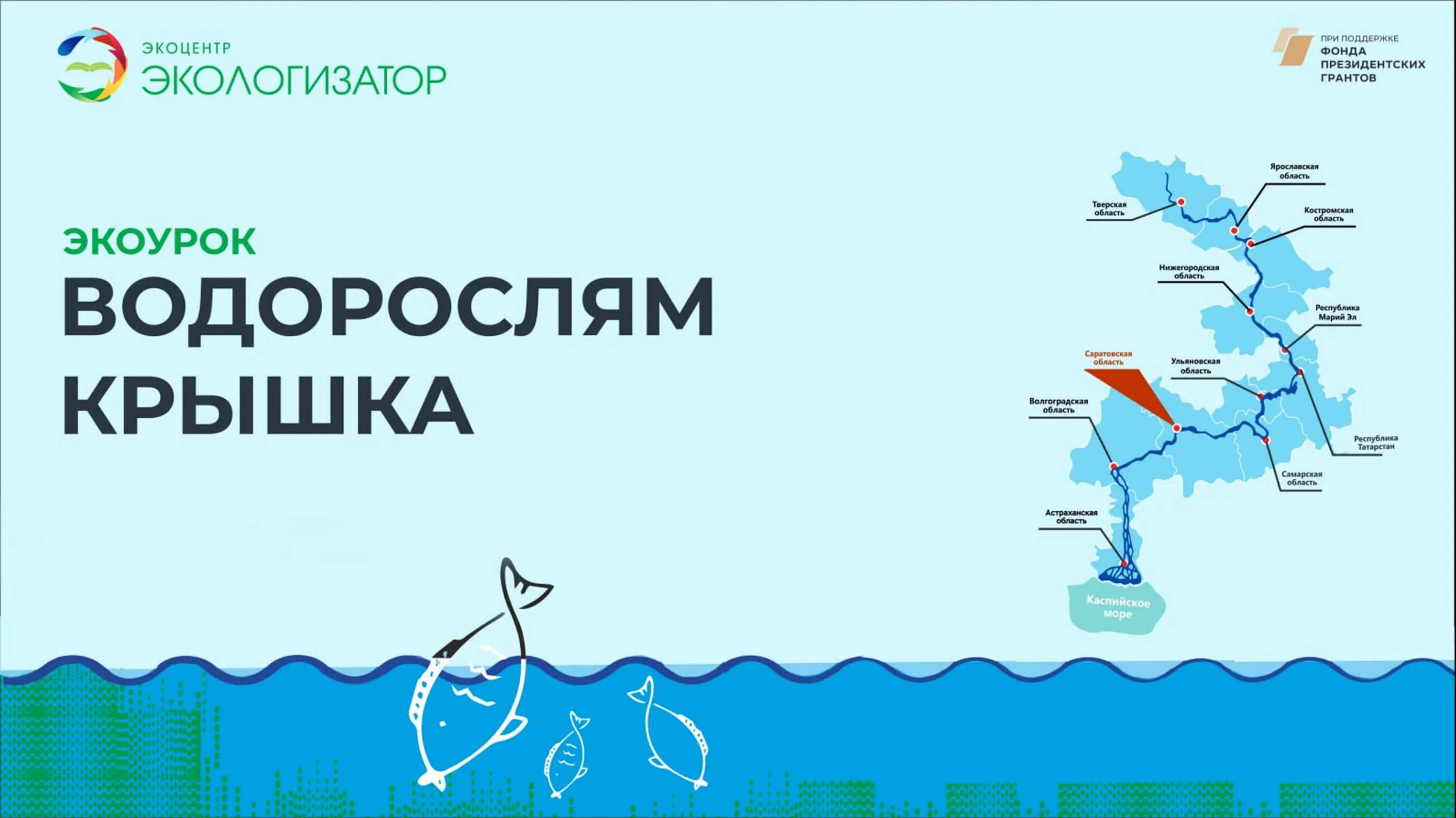 Водорослям крышка