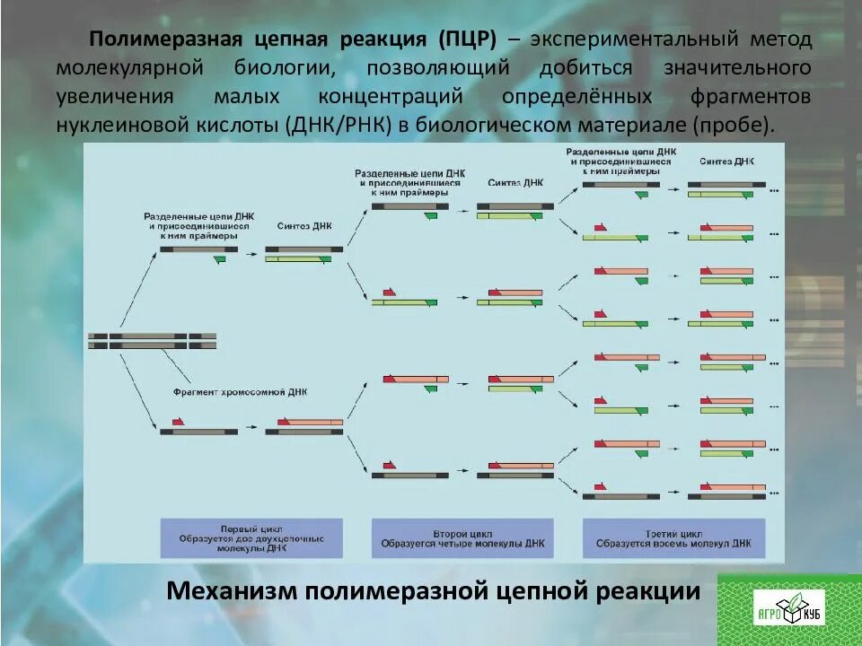 . Полимеразная цепная реакция (ПЦР). Этапы. Амплификация ДНК методом ПЦР. Исследование методом полимеразной цепной реакции ПЦР. Тест методом полимеразной цепной реакции. Определение цепных реакций